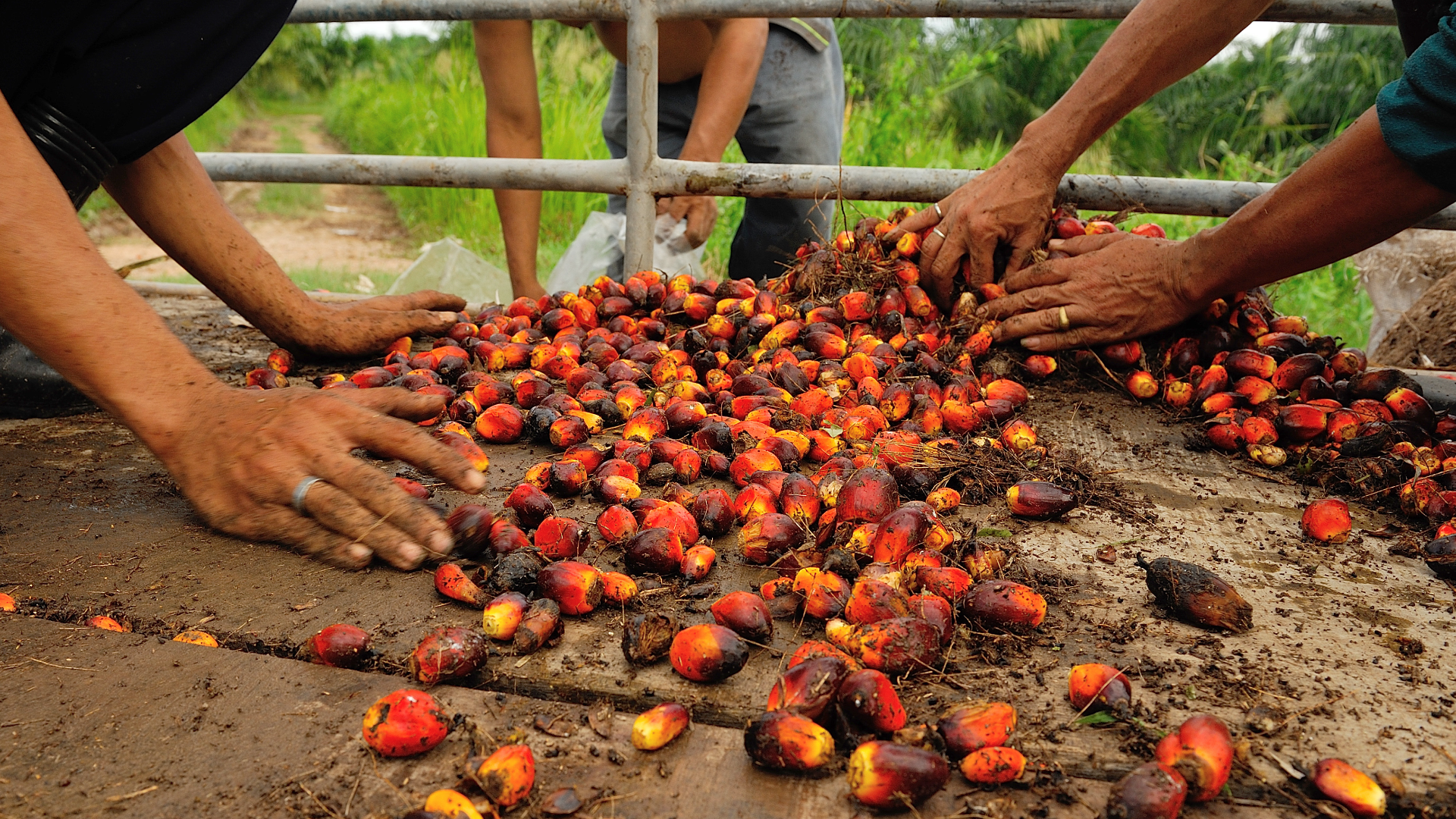 Driving positive social impact in the palm oil sector